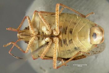 Media type: image;   Entomology 619820 Aspect: habitus ventral view